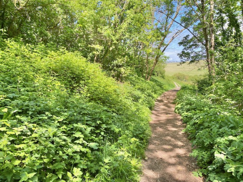 South Downs Way. Image © PlanetSKI